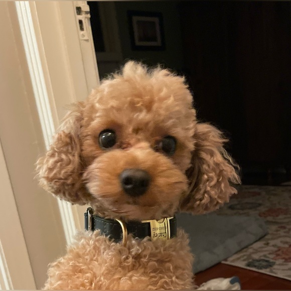 Meet your Posher, Michelle - Picture 4 of 4